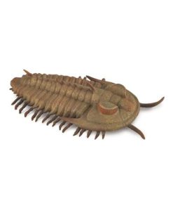 Figurine Préhistoire (L): Redlichia Rex Trilobite - N/A