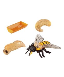 Cycle Abeille - N/A