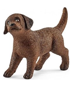 Chiot Labrador Retriever - N/A