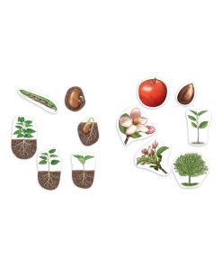 Cycle magnétique de la plante - N/A