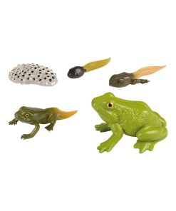 Cycle grenouille - N/A