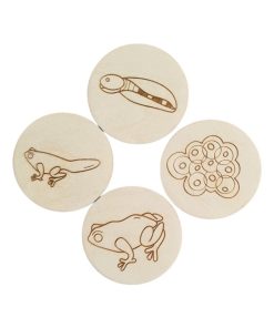 Cycle de vie Grenouille en bois - N/A