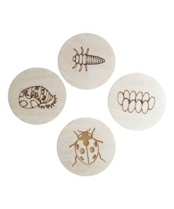 Cycle de vie Coccinelle en bois - N/A