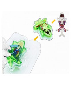 Dissect-it Pack Grenouille Slime Et Sa Table De Dissection - N/A