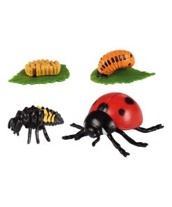 Cycle Coccinelle - N/A