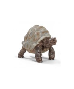 14824 Tortue Geante - N/A