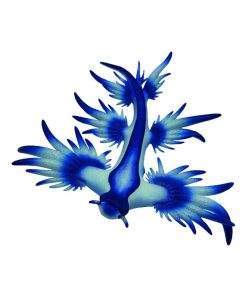 Figurine animal marin : Escargot de l'océan bleu - N/A