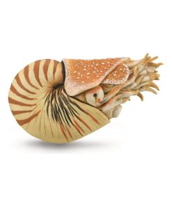 Figurine préhistoire XL : Nautilus pompilius - N/A