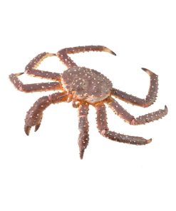 Figurine Animaux Marins (Xl): Crabe Royal - N/A