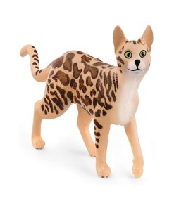 13918 Chat Du Bengal - N/A