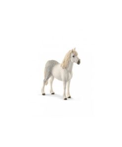 13871 Poney Galois Male - N/A