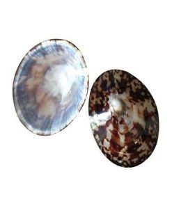 Lot De 2 Coquillages D'allaitement Mammaire - Marron