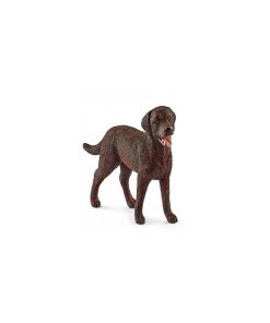 13834 Labrador Retriever Femelle - N/A
