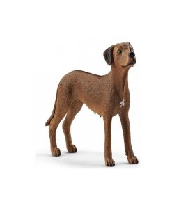 13895 Chien De Rhodesie A Crete Dorsale - N/A