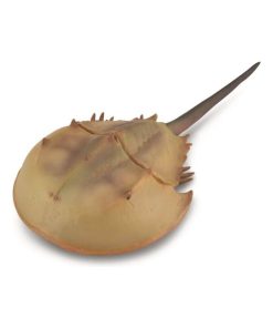 Figurine Préhistoire (Xl): Lumilidae (Horseshoe Crab) - N/A