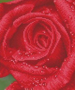 Rosée de rose - N/A
